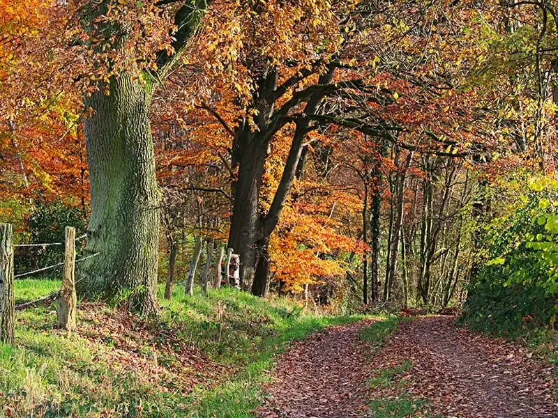 Woodcote